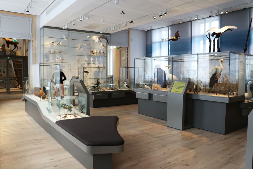 L'offre pédagogique du Muséum d'histoire naturelle de Bordeaux - sciences et nature vous invite à venir découvrir l'exposition semi-permanente sur le littoral aquitain