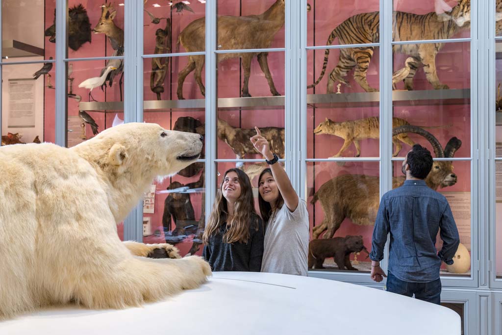 In the Museum of natural history of Bordeaux, you can discover the permanent exhibition called Nature as seen by humans. In the Souverbie Gallery, you can walk around different continents with a presentation of collections and specimens.