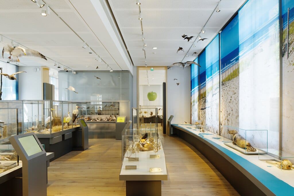 Le Littoral aquitain est l'une des expositions semi-permanentes du Muséum d'histoire naturelle de Bordeaux - sciences et nature. Venez découvrir ou redécouvrir la faune et la flore du littoral de la Nouvelle aquitaine. 