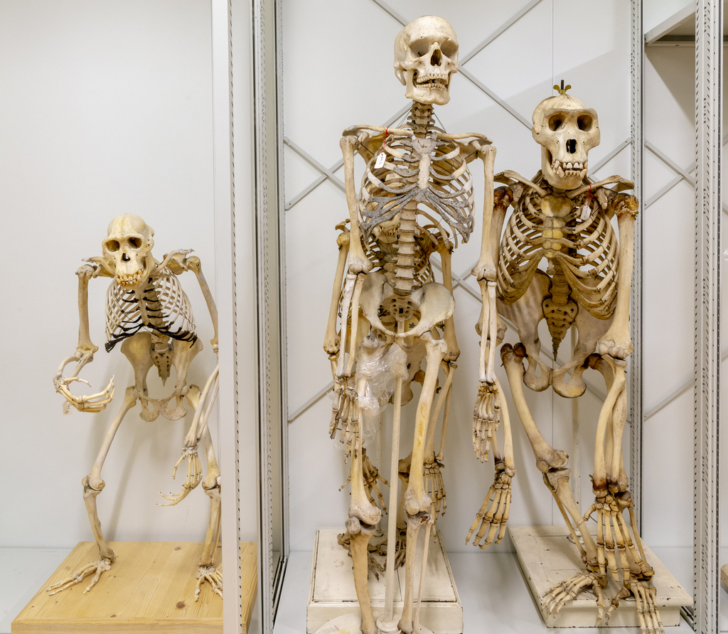 L'ostéologie est très présente au Centre de Conservation des Collections du Muséum de Bordeaux - sciences et nature. 