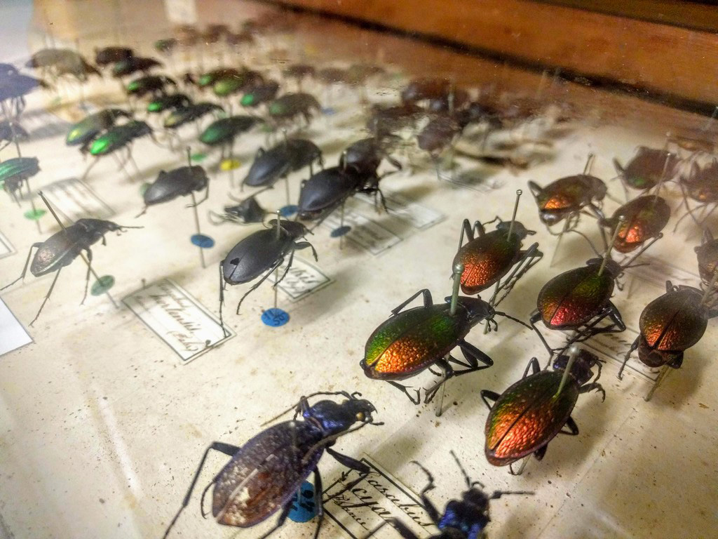 L'entomologie est très présente au Centre de Conservation des Collections du Muséum de Bordeaux - sciences et nature. 