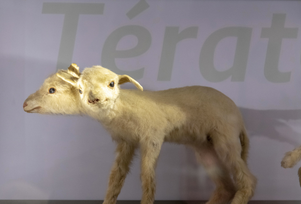 Le Muséum d'histoire naturelle de Bordeaux - sciences et nature vous propose de découvrir la tératologie avec le Mouton à deux têtes dans Espèce de spécimen