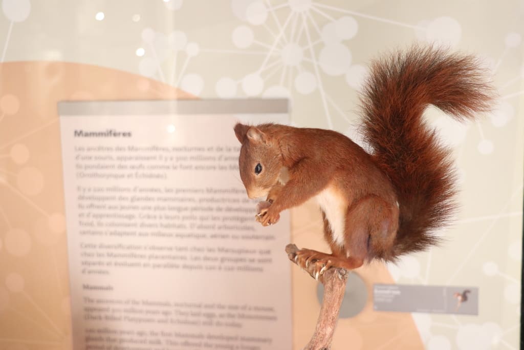 Le Muséum de Bordeaux- sciences et nature offre un parcours sur les écureuils