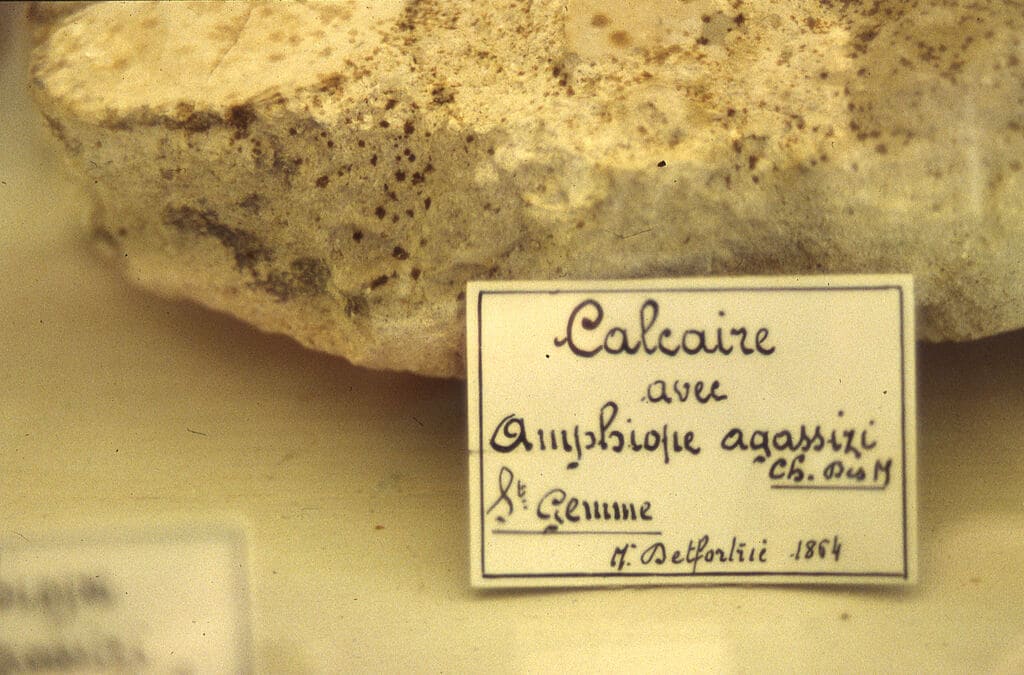 Le Muséum de Bordeaux - sciences et nature a reçu un don de la collection Delfortrie