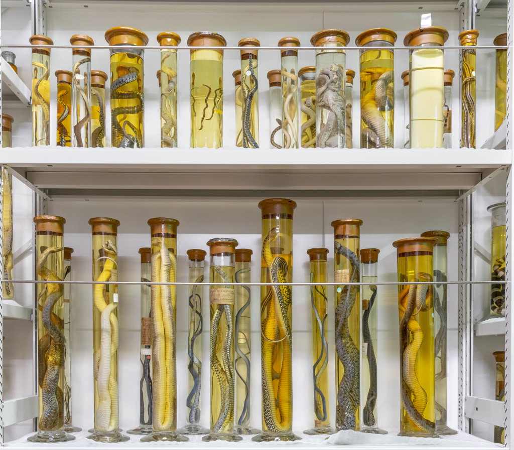 La collection de fluides est très présente au Centre de Conservation des Collections du Muséum de Bordeaux - sciences et nature. 