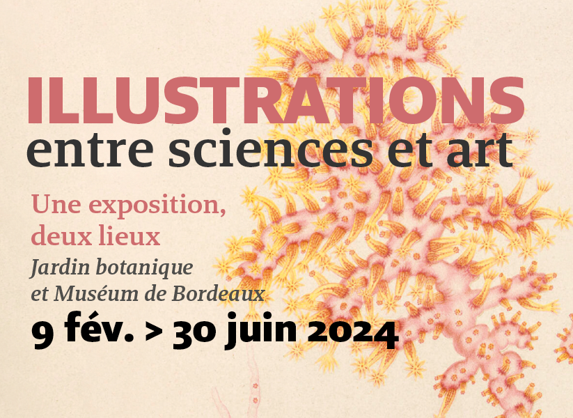 Illustrations, entre sciences et art au Muséum de Bordeaux - sciences et nature
