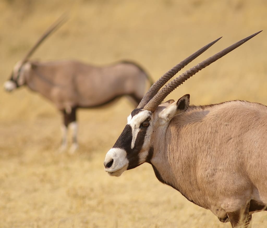 AnImaux HD: Les Animaux Sauvages De La Savane Africaine