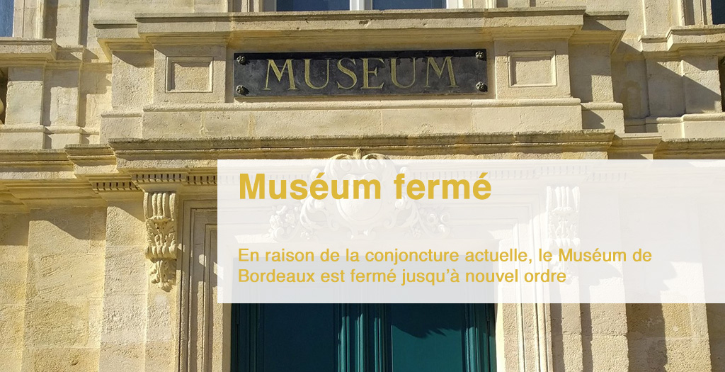 Le Muséum de Bordeaux - sciences et nature est actuellement fermé selon les directives gouvernementales