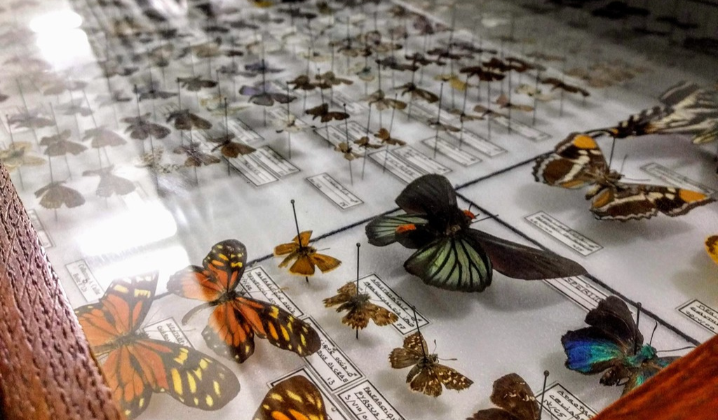 Visites du Centre de Conservation des Collections du Muséum de Bordeaux - sciences et nature