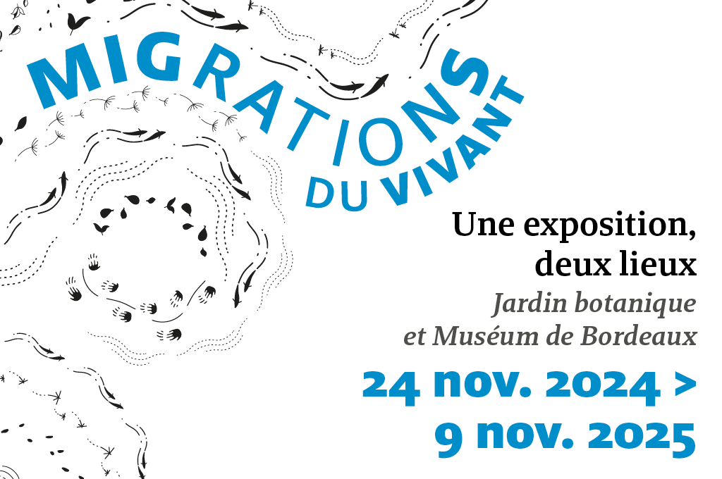 Migration du vivant au Muséum de Bordeaux - sciences et nature