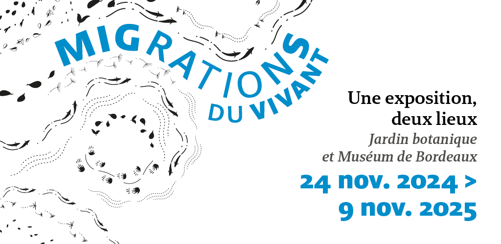 Migrations du vivant au Muséum de Bordeaux - sciences et nature