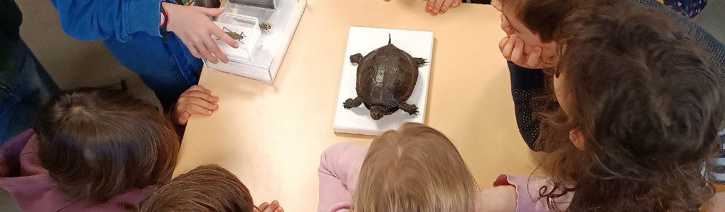 Les projets EAC 2022 2023 au Muséum de Bordeaux - sciences et nature