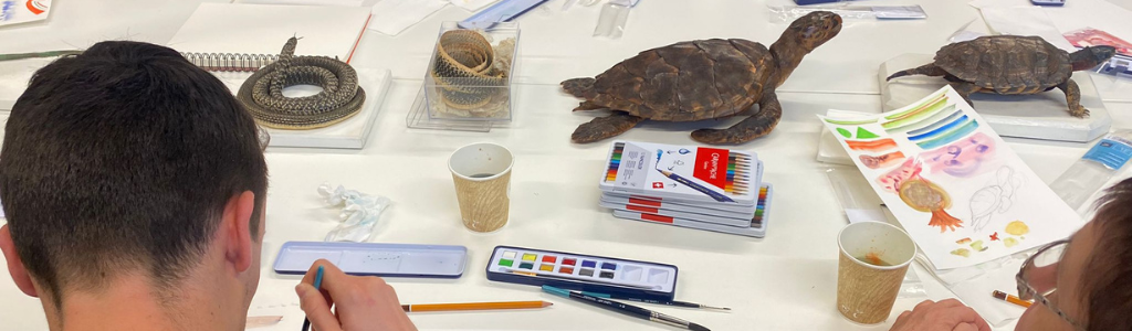 Atelier dessin au Muséum de Bordeaux - sciences et nature