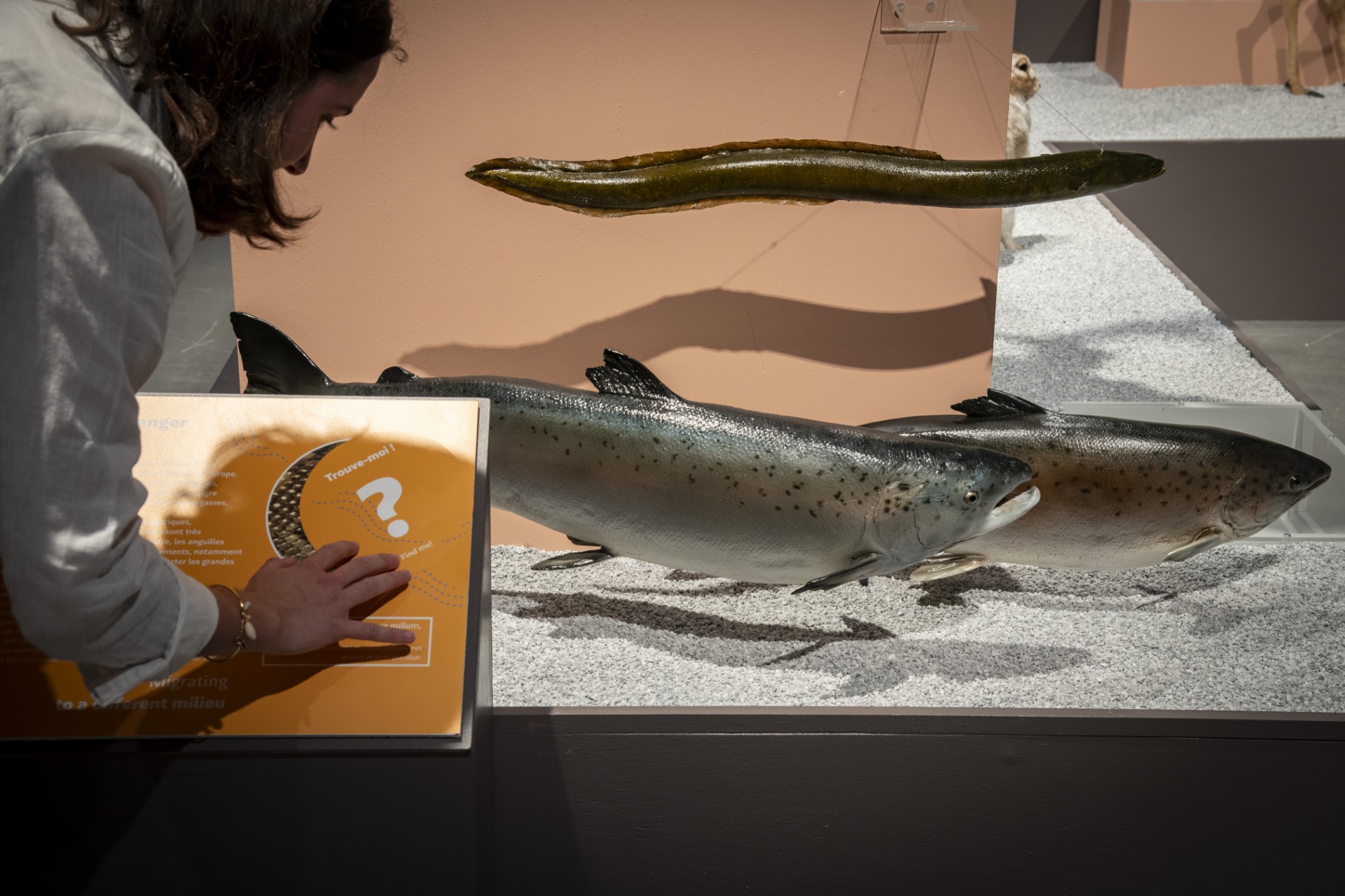 L'exposition temporaire Migrations du vivant au Muséum de Bordeaux - sciences et nature