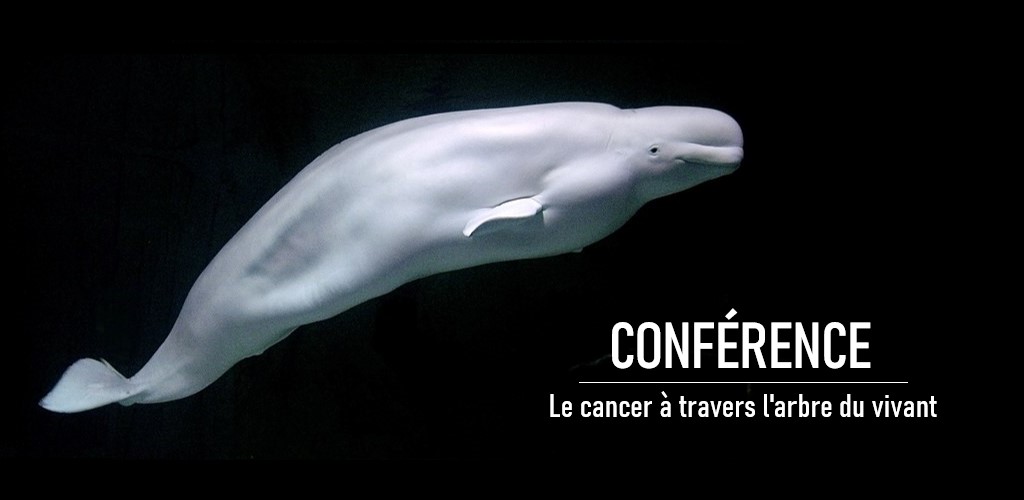 Conférence sur le cancer à travers l’arbre du vivant au Muséum de Bordeaux - sciences et nature