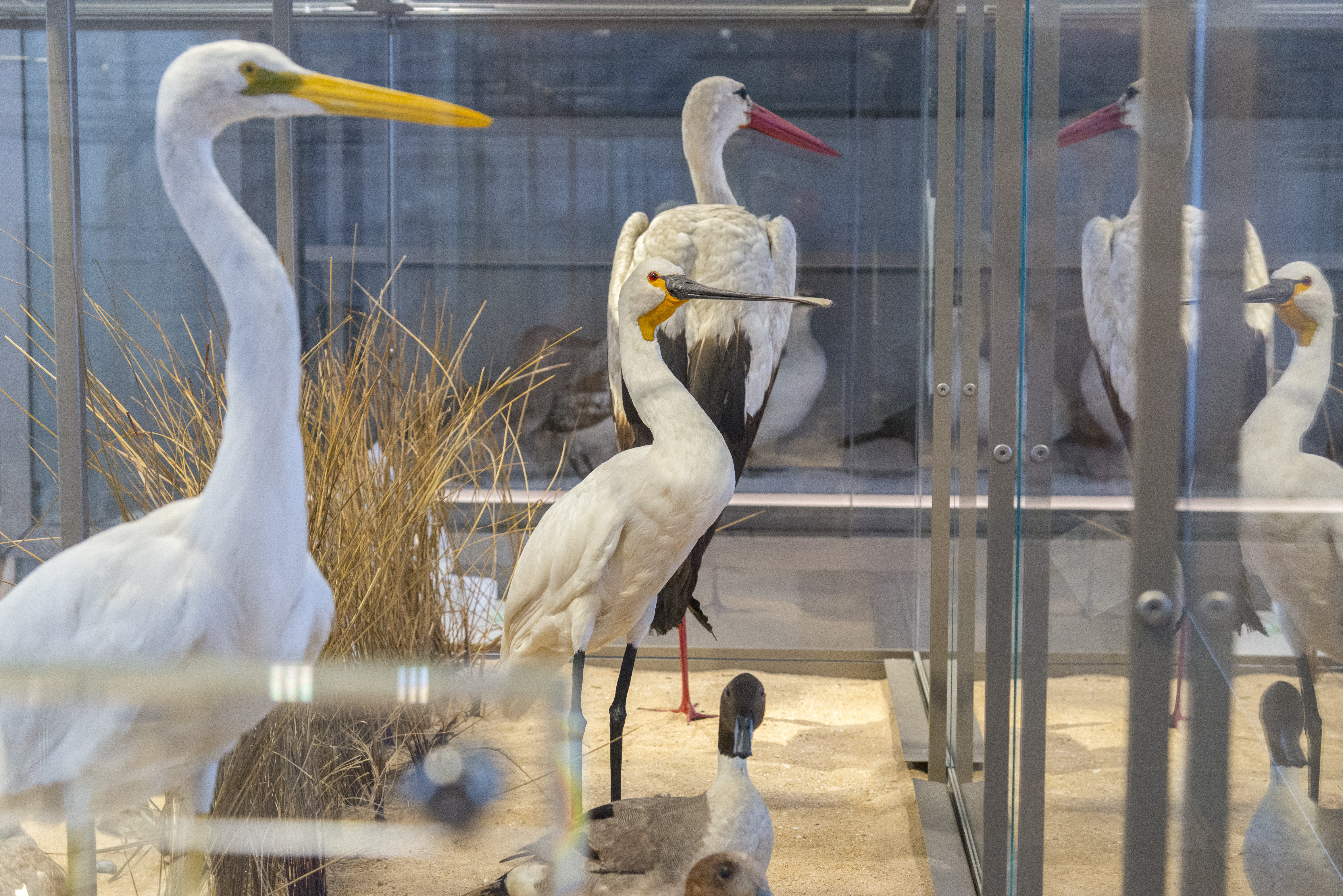 Photo de spécimens présents au sein de l'exposition "Littoral aquitain" du Muséum de Bordeaux