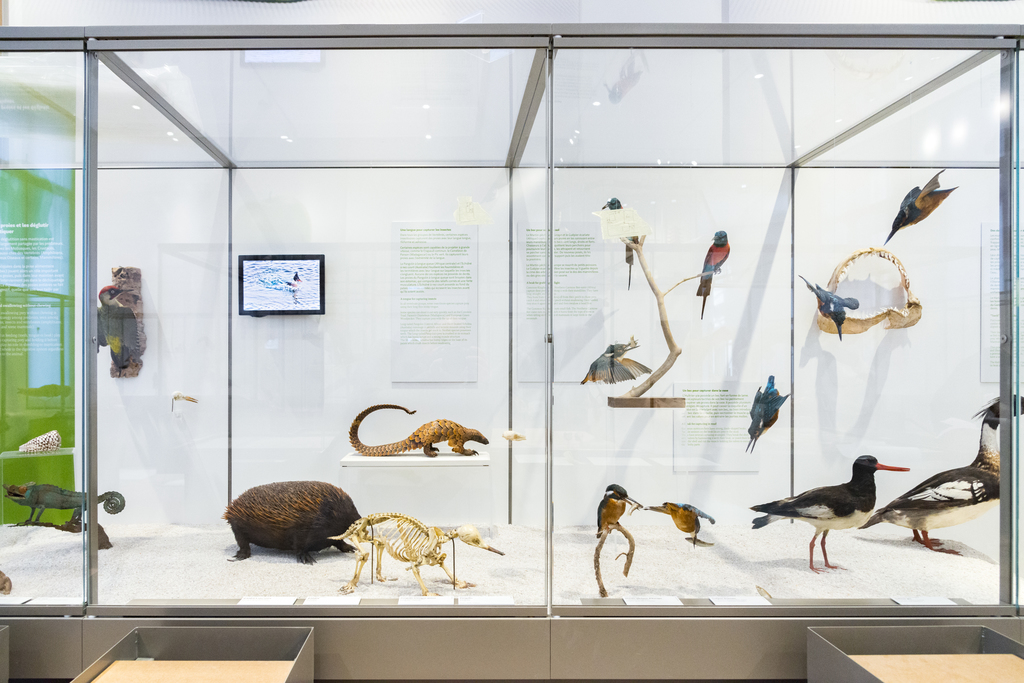 Photo d'une vitrine exposée au sein de l'exposition "Mange-moi si tu peux !" du Muséum de Bordeaux