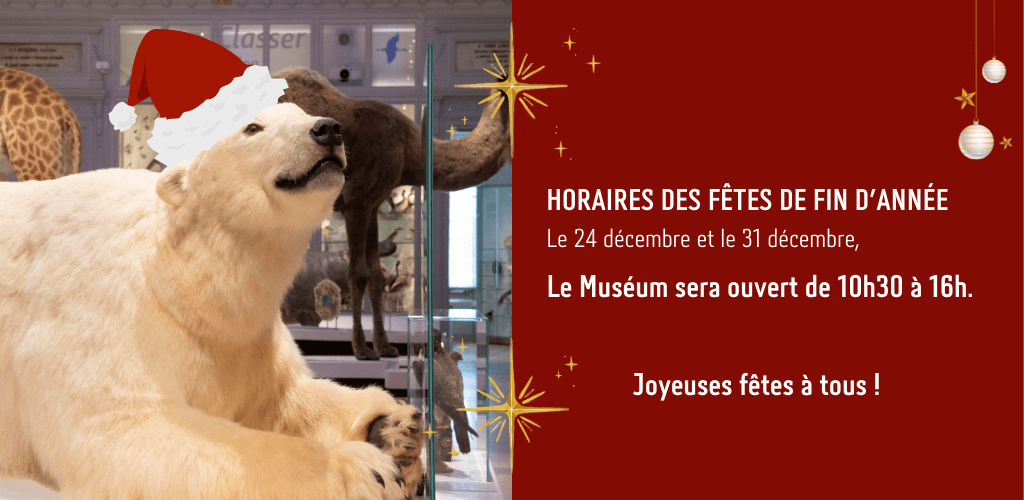 Horaires d'ouverture du Muséum les 24 et 31 décembre : 10h30 / 16h