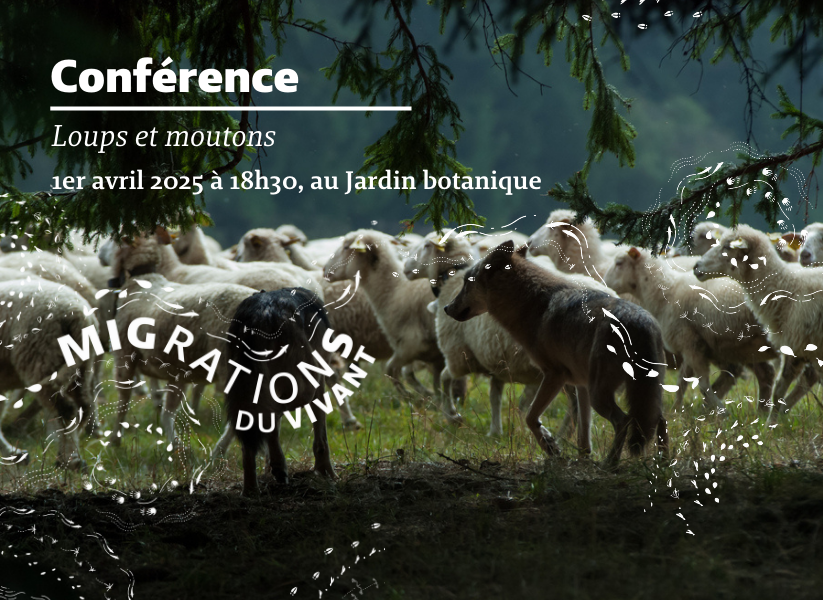 Conférence Loups et Moutons au Jardin botanique de Bordeaux