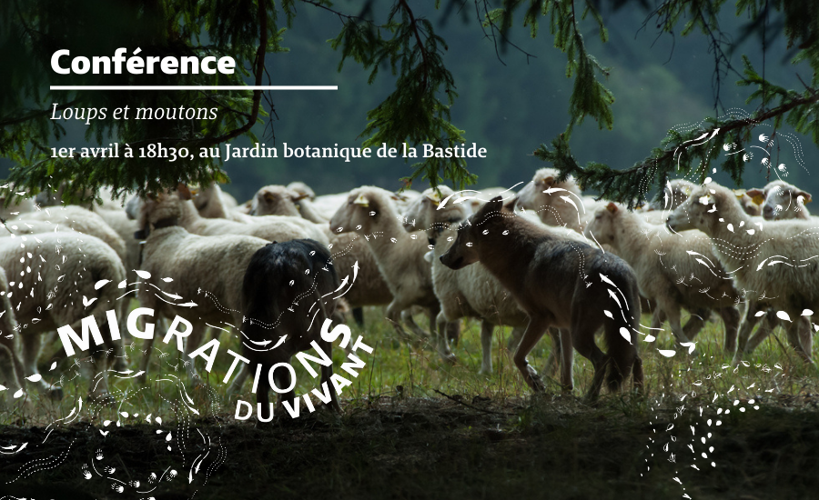 Conférence Loups et Moutons le 1er avril au Jardin botanique