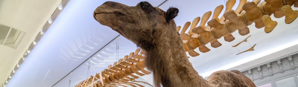 Un cours au Muséum